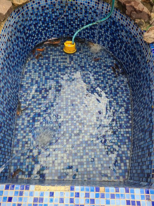 Koi koya koi koya baliq