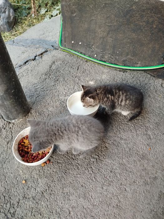 Отдам котёнка, девочка