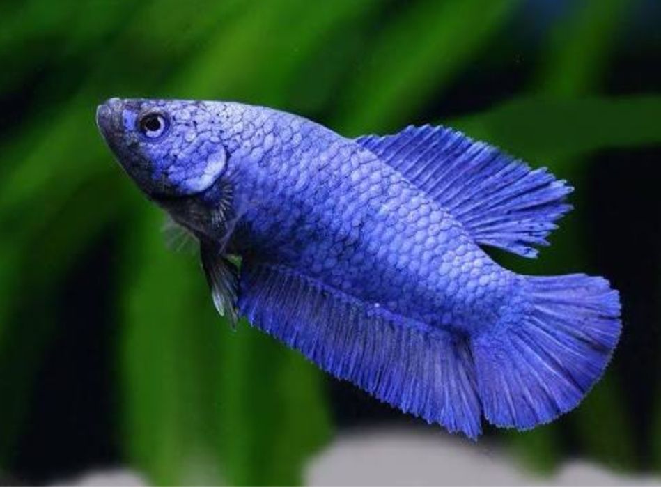 Петушок рыба живущий без воздуха