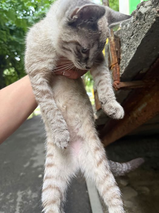 Котенок в добрые руки