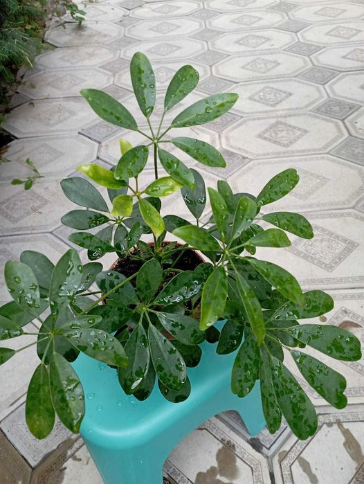 Продам цветок Шеффлера