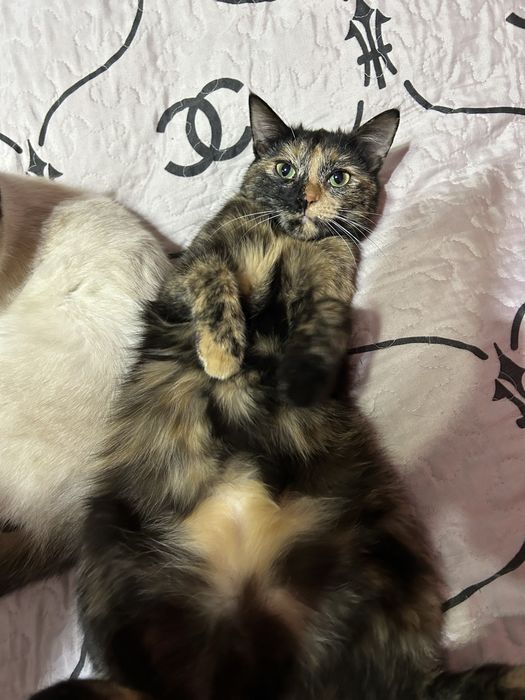 Отдам даром в хорошие руки