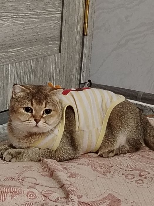 Британская короткошёрстная золотистого окраса.