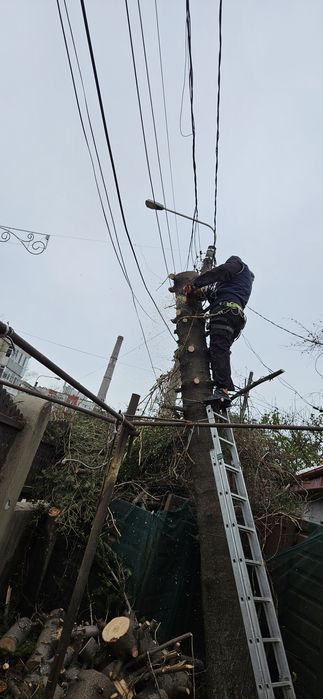 Intervenții non-stop de toaletare copaci cu alpinisti