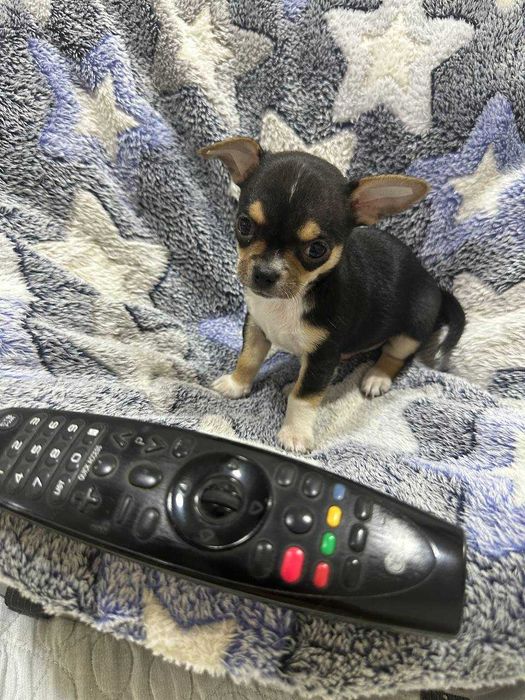 Продаётся мальчик Чихуахуа черного-подпалого окраса