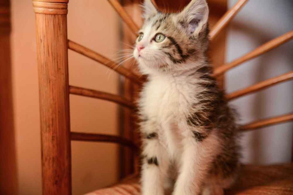 Котенок  мальчик