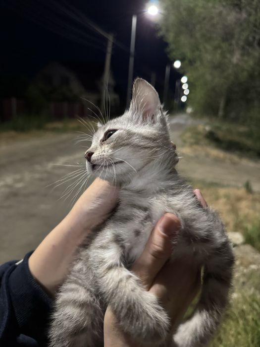 Отдам котенка в добрый руки