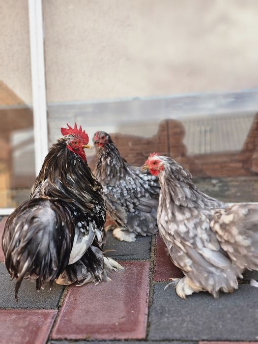 Sebright alb de vânzare