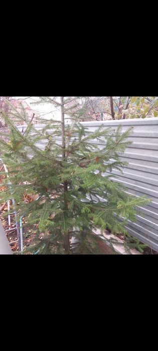 Продам пихта продам