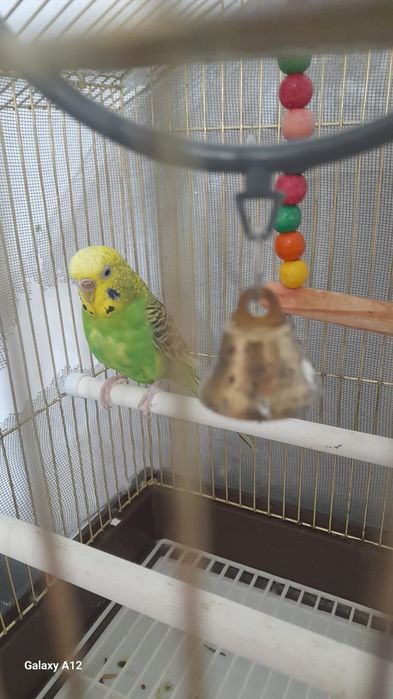 Продам волнистые попугая, девочка