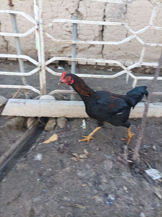 Dakan xoʻroz sotiladi