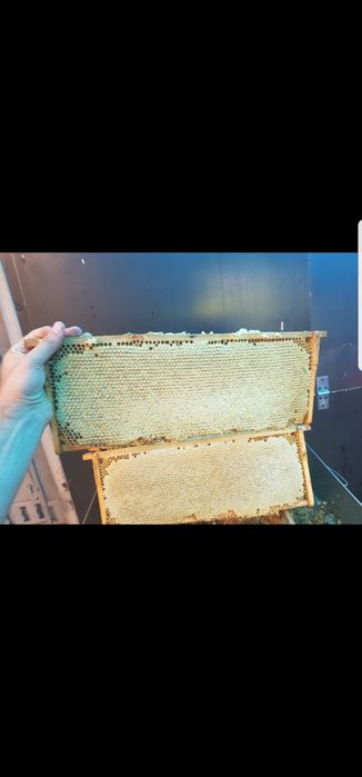 Miere de albine engross 100% naturala