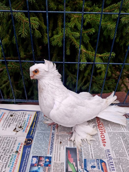 Продам самца гулбадама очень крупный мощный