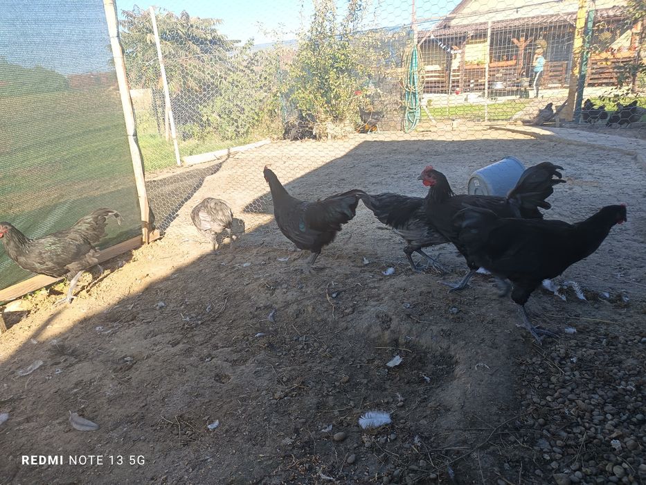 Cocosi australorp