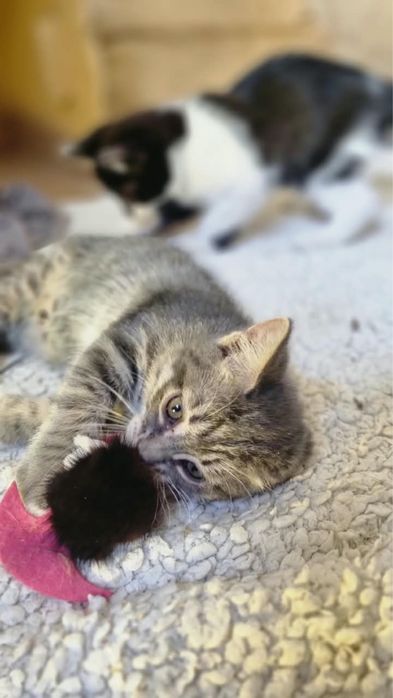 Котята в добрые руки бесплатно!