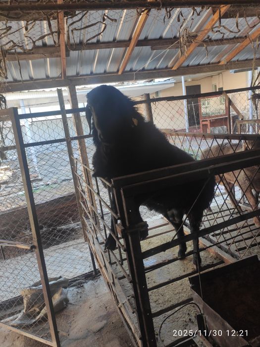 Баран, овцы, қой