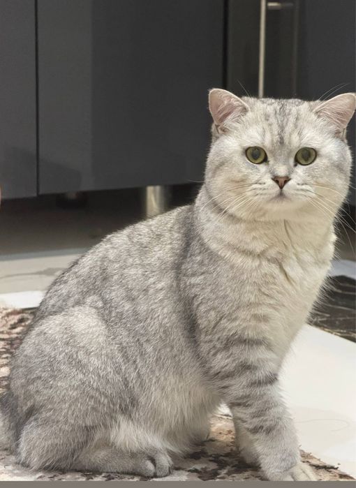 Продаётся котик Серебристая шиншилла