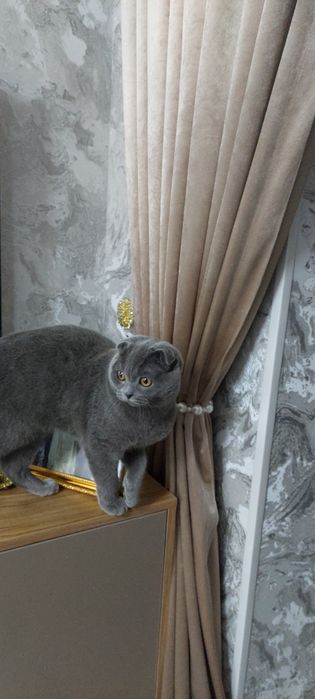 Vyaskaga kuyovlikka sotilmaydi