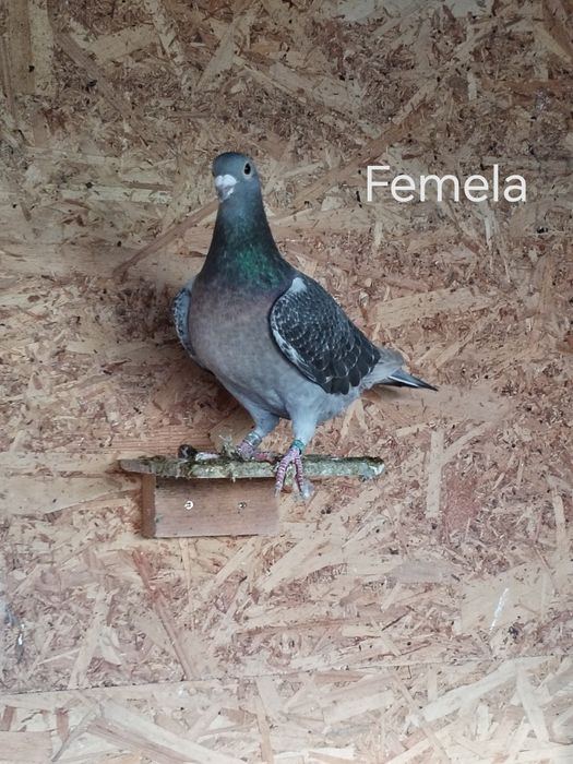 Porumbei voiajori culori rare