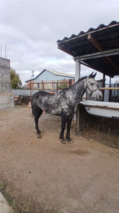 Продаётся жеребец