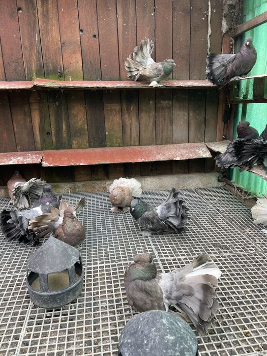 Porumbei Voltati Indieni!