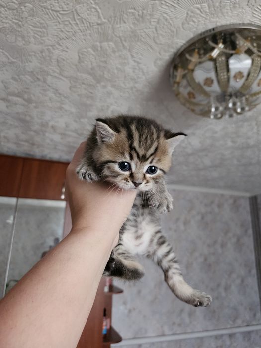 Шотландская девочка