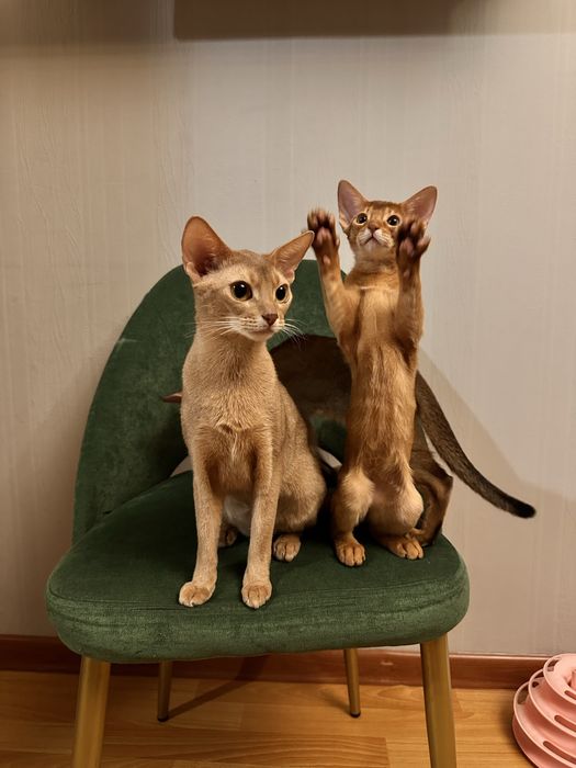 Абиссинский котенок
