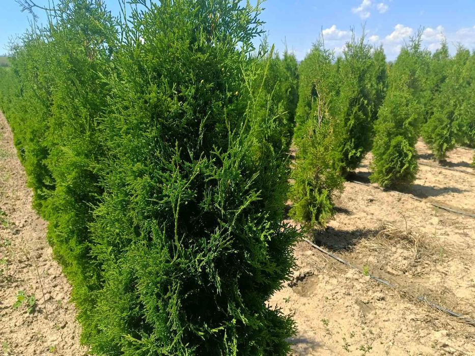 Западна туя смарагд от 0,50м до 2,50м Фастигиата 1,50м