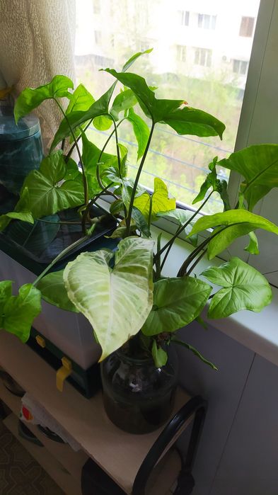 Продам Хлорофитум и Сигнониум.