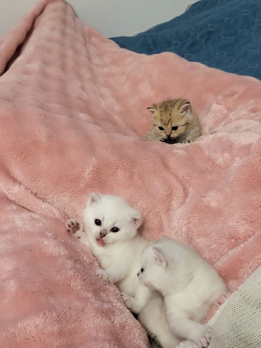 Шиншилла бринтанская