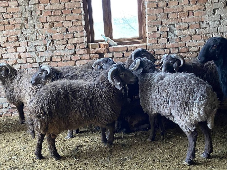 Тагал барра 3милиондан бошланади