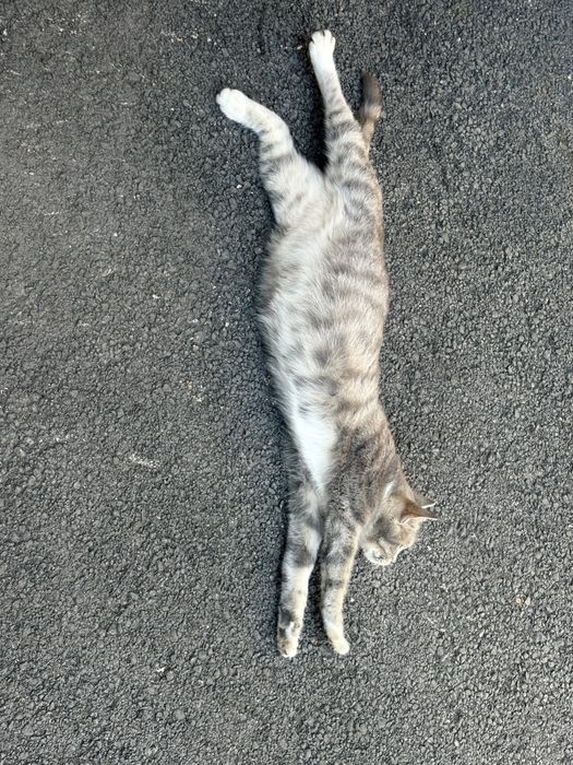 Отдам кошечку Виски