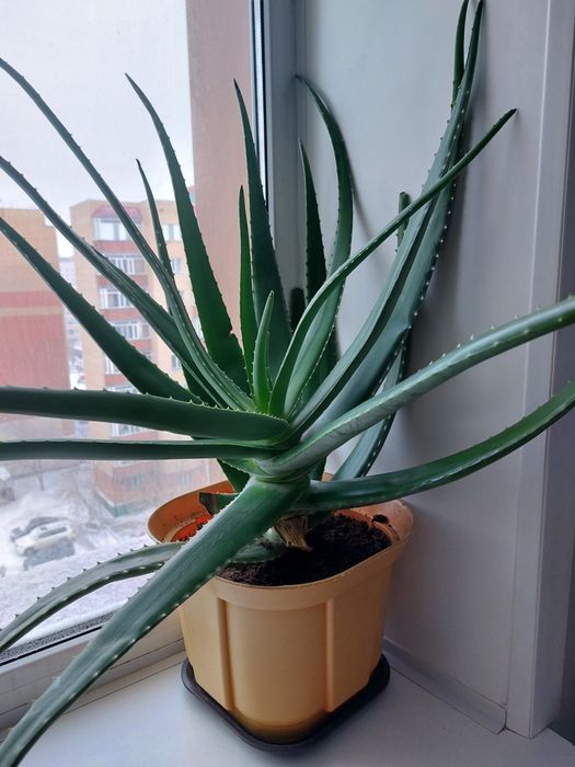 Комнатние растение