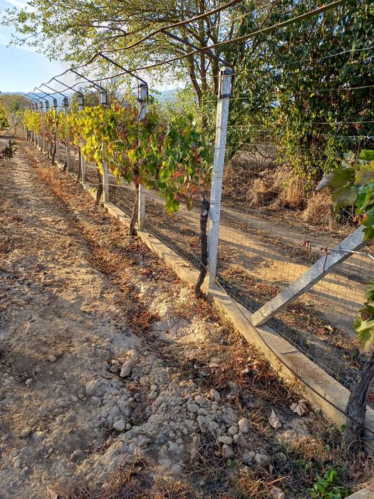 Продава се Земеделски имот в Петрич -  кв.м за 3498 €/дка - Снимка #2