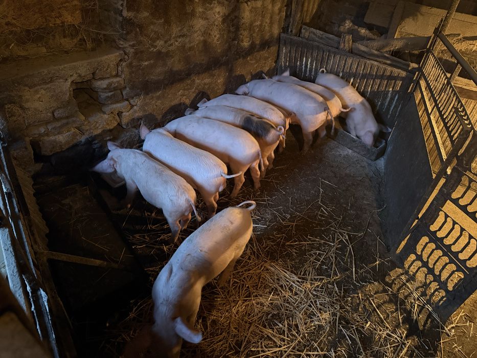 Прасета от 20-26 до 27 кг