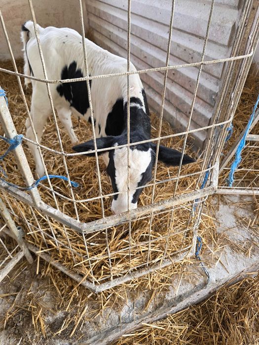 Vand vitel holstein (Bihor)