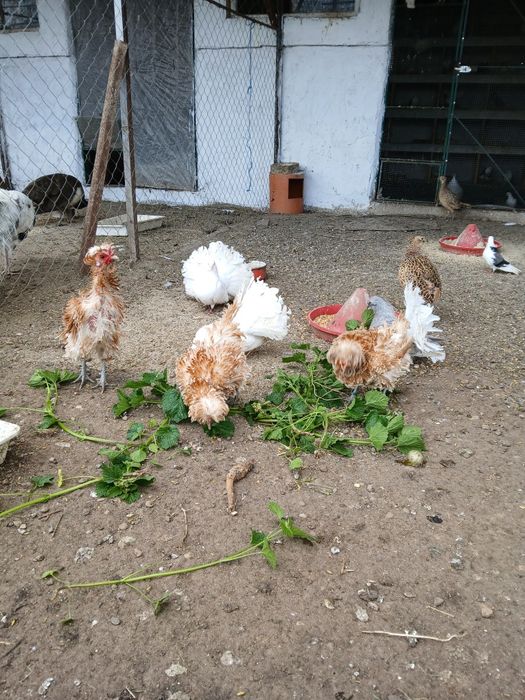 Familie paduana pitca frezata