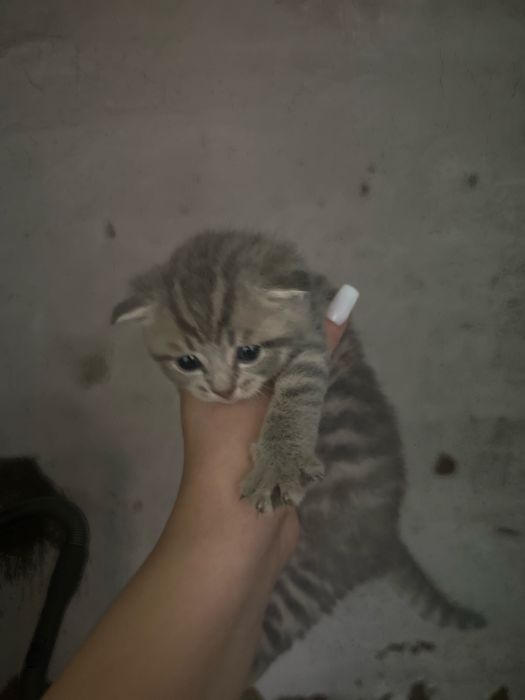 Продам вислоухие котят
