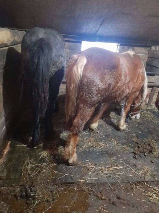 Vand 2 manze 10-11 luni