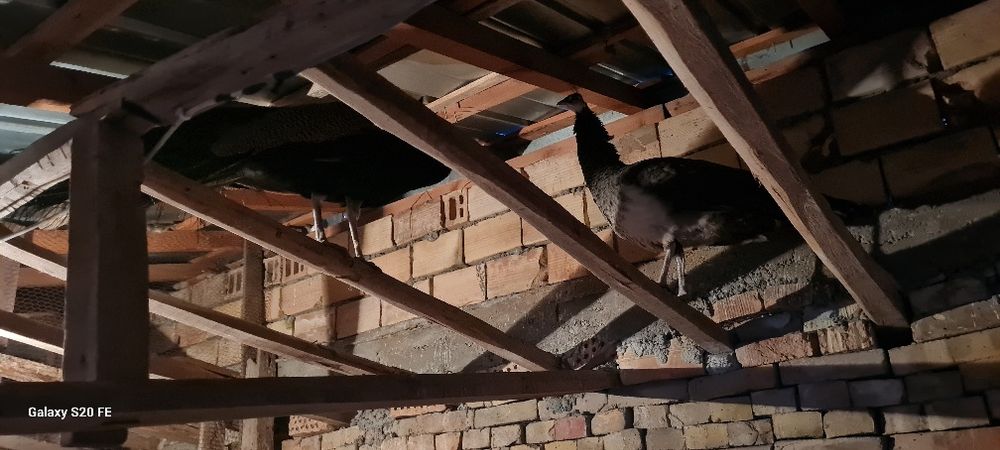 Свободни двойка работна