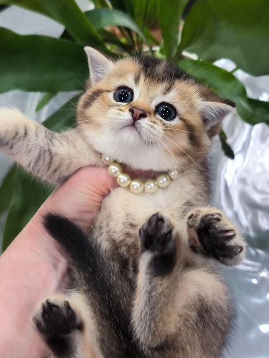 Котята от правильной вязки