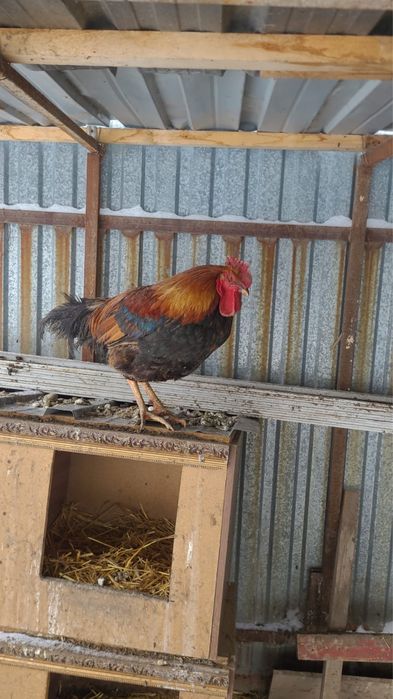 Продам петухов.