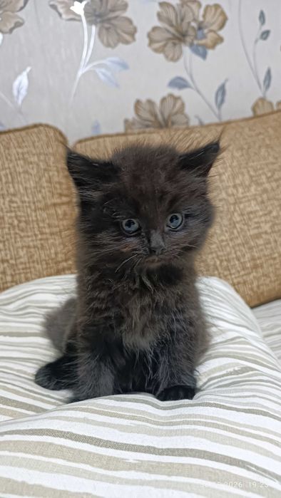 Ах какой котенок!