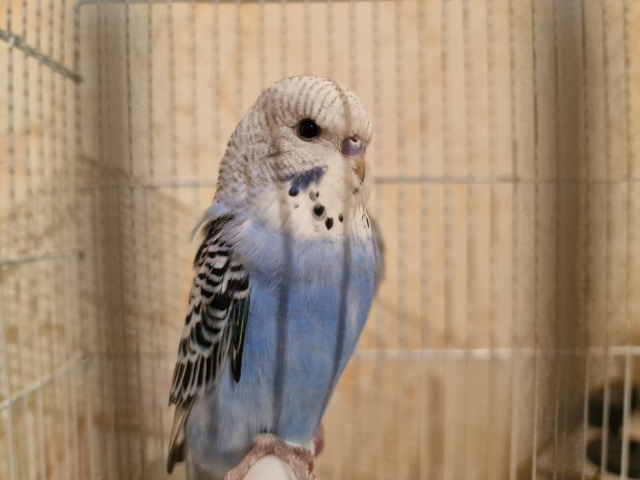 Волнистые попугаи