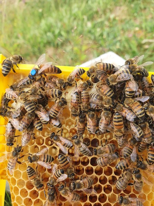 Matci buckfast,carnica și carpatine f1 imperecheate