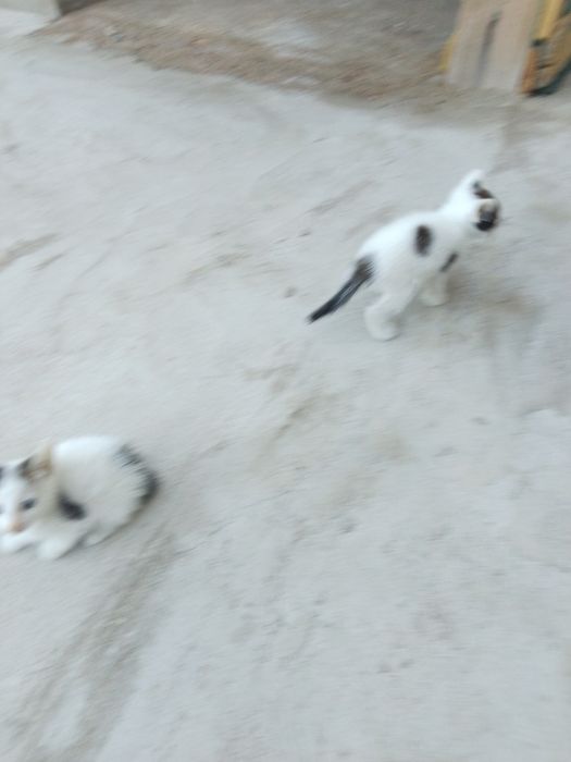 Отдам в хорошие руки
