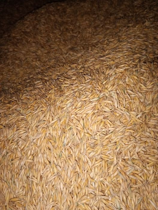 Grau ,ovaz, orzoaica,porumb 2025