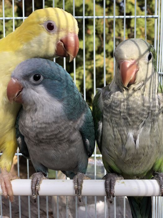 Papagali vorbitori blanzi calugari micul alexandru