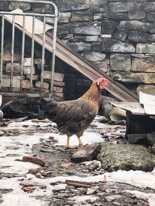 Vând găini italiene originale