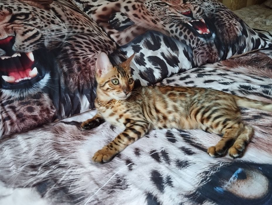 Срочна сотаман бенгал киз мушук